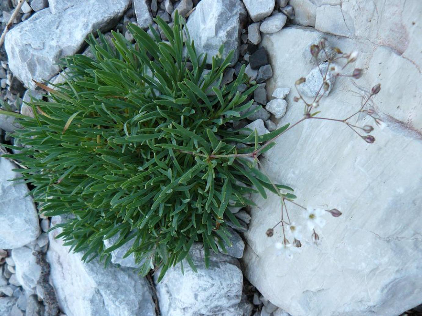Gypsophila repens / Gipsofila strisciante